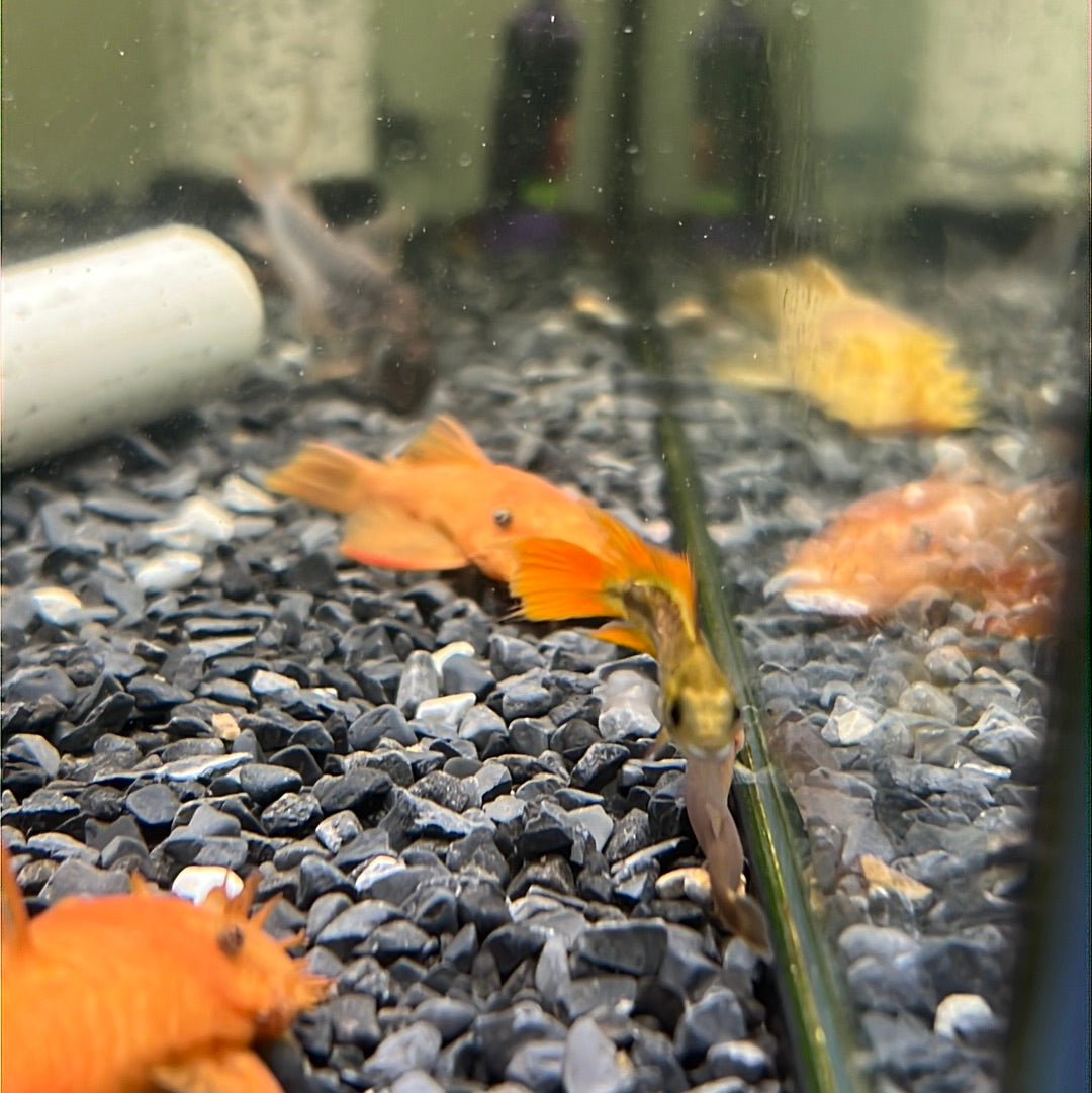 Apistogramma cacatuodes orange flash (Apistogramma cacatuoides)
