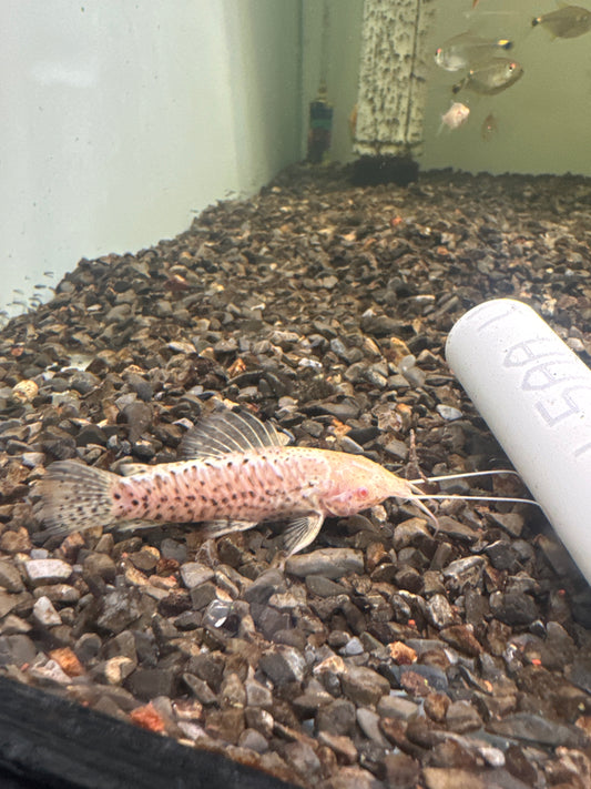 Albino Hoplo Catfish (Megalechis thoracata)