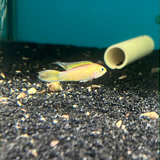 Apitogramma Agassizii Fire Red (Apistogramma Agassizii)