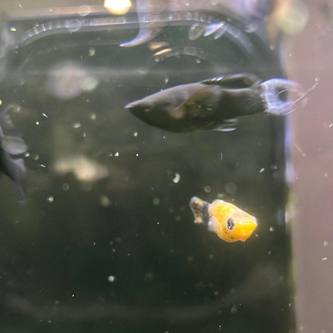 Assorted Mini Mollys L/T(Poecilia sphenops)