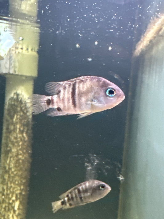 Sajica T Bar Cichlid (Cryptoheros Sajica)