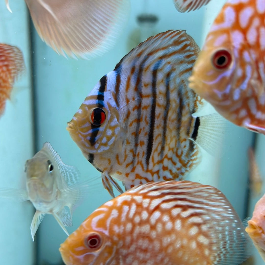 Cobolt Blue Discus (Symphysodon sp.)