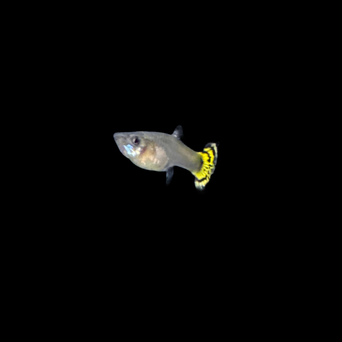 Guppies tiger mosaic (Poecilia reticulata)