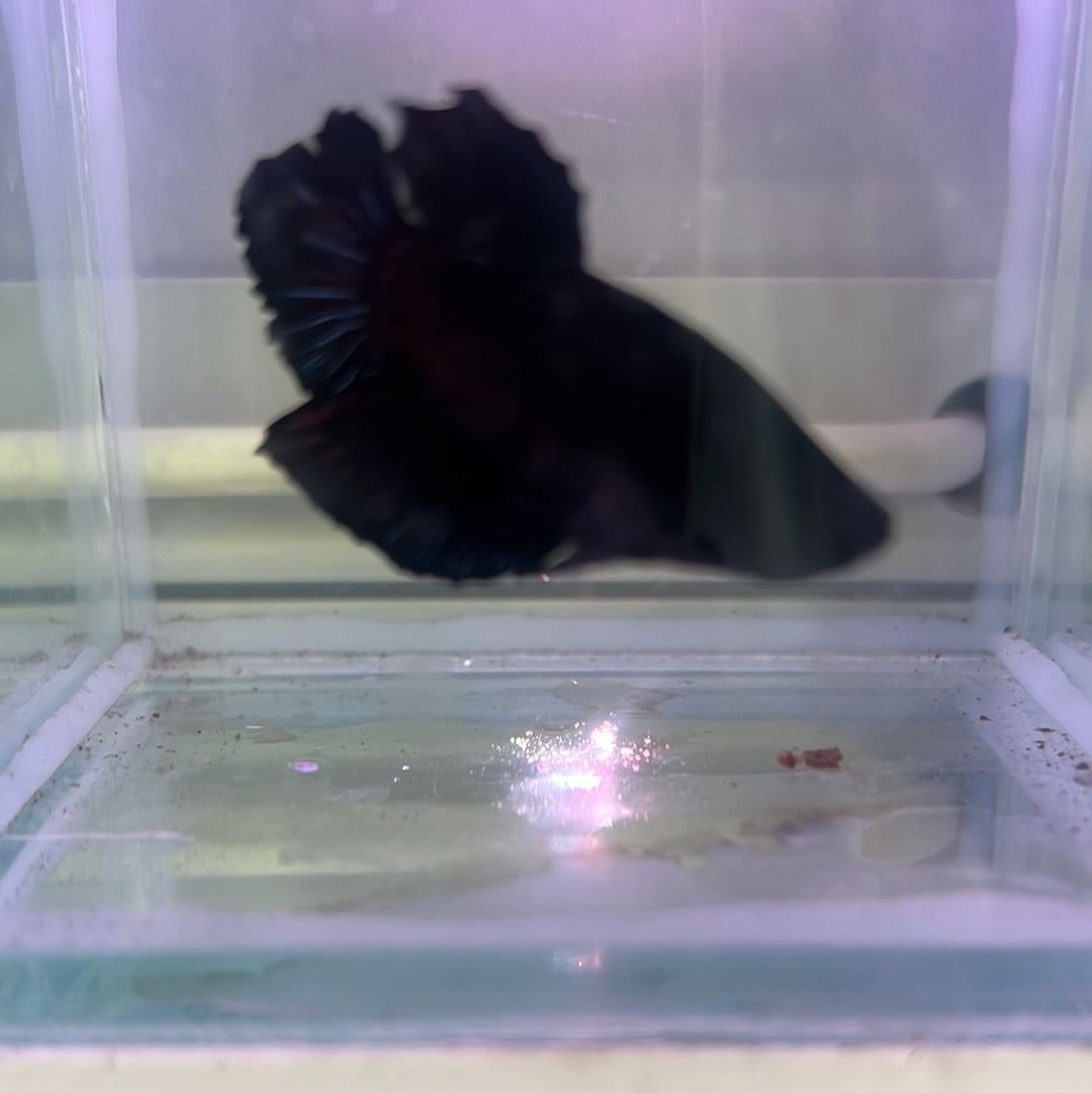 black orchid (HMPK)