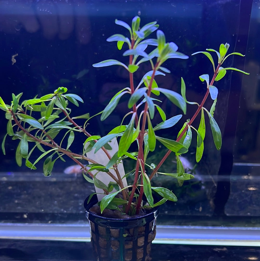 Ludwigia Pantanal "verticillata" EMERSED/POTTED P142