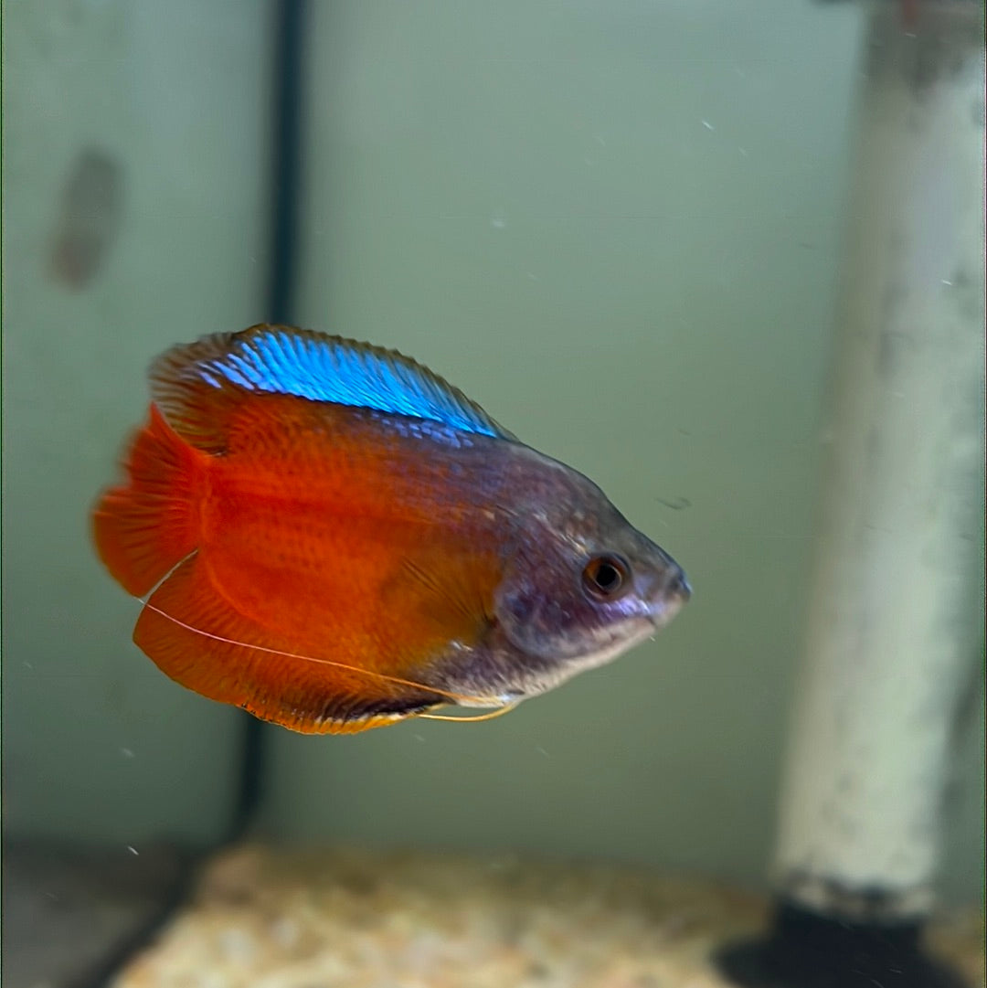 Dwarf Flame Gourami (Trichogaster lalia)