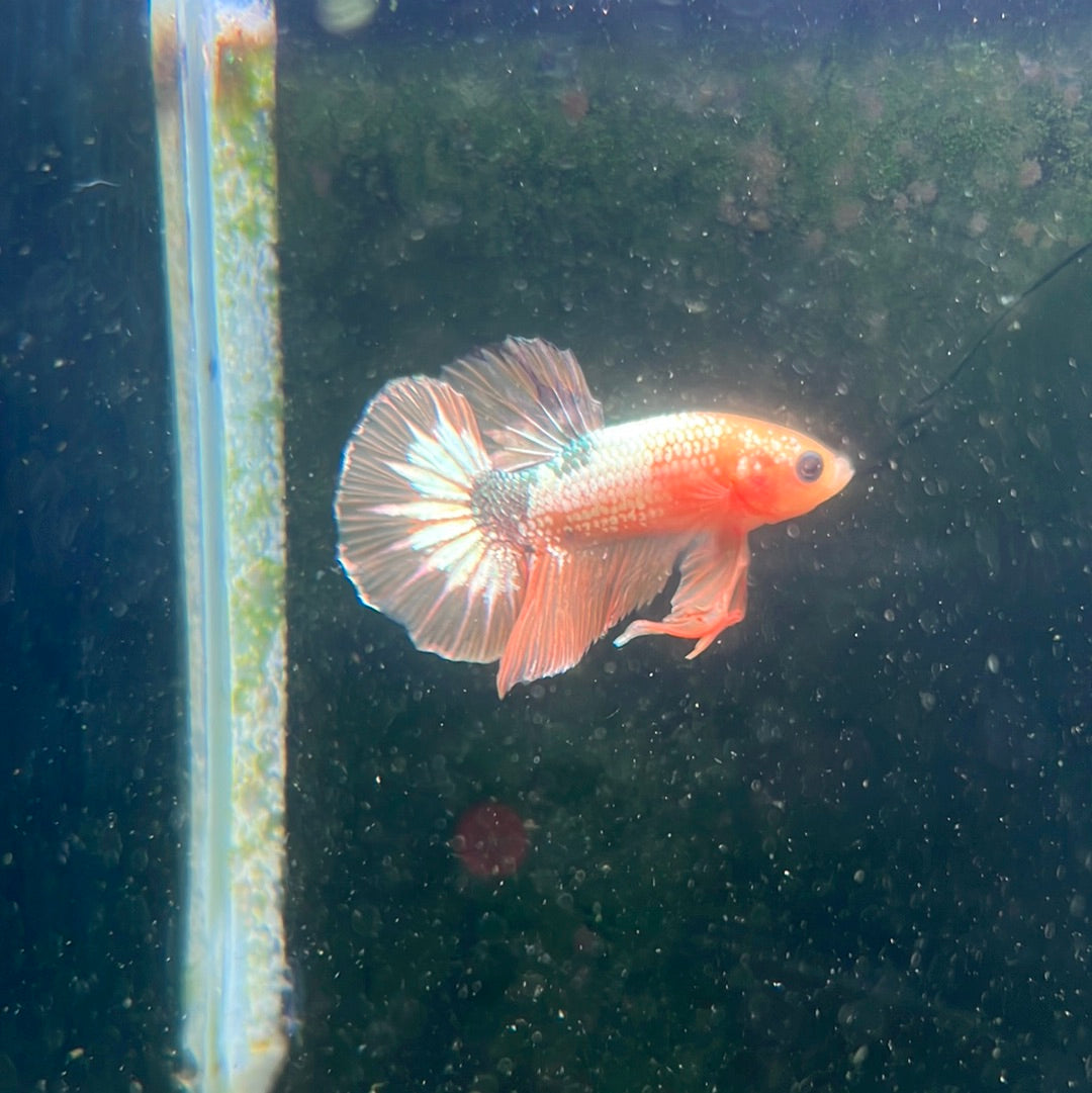 Fancy Yellow plakat (Betta splendens)