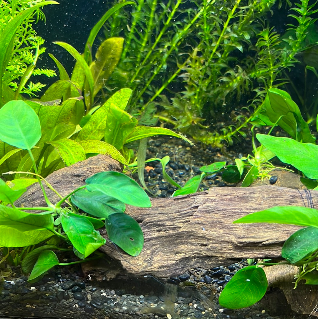 ** Decor Driftwood ** Aquascape Aquarium