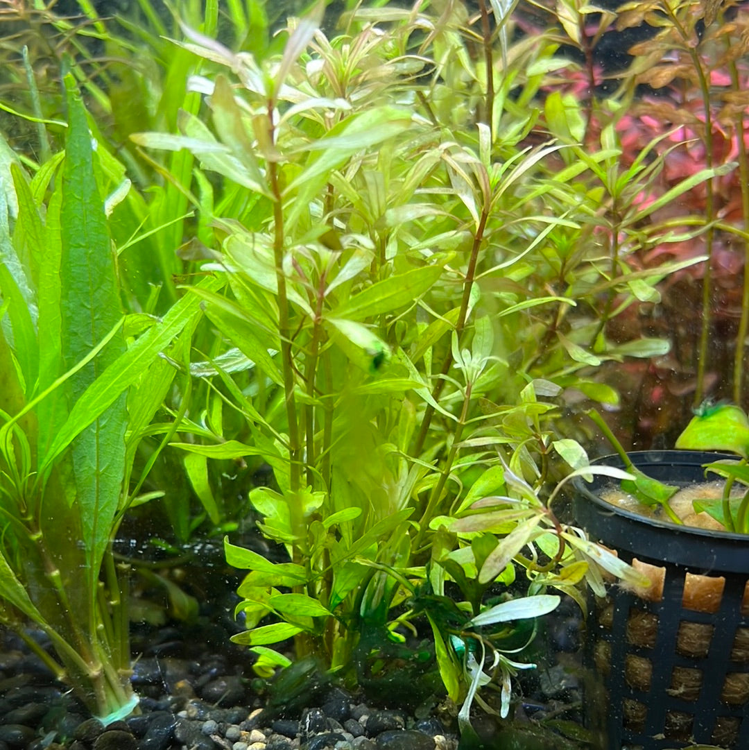 Ludwigia inclinata verticillata Ludwigia Pantanal S142