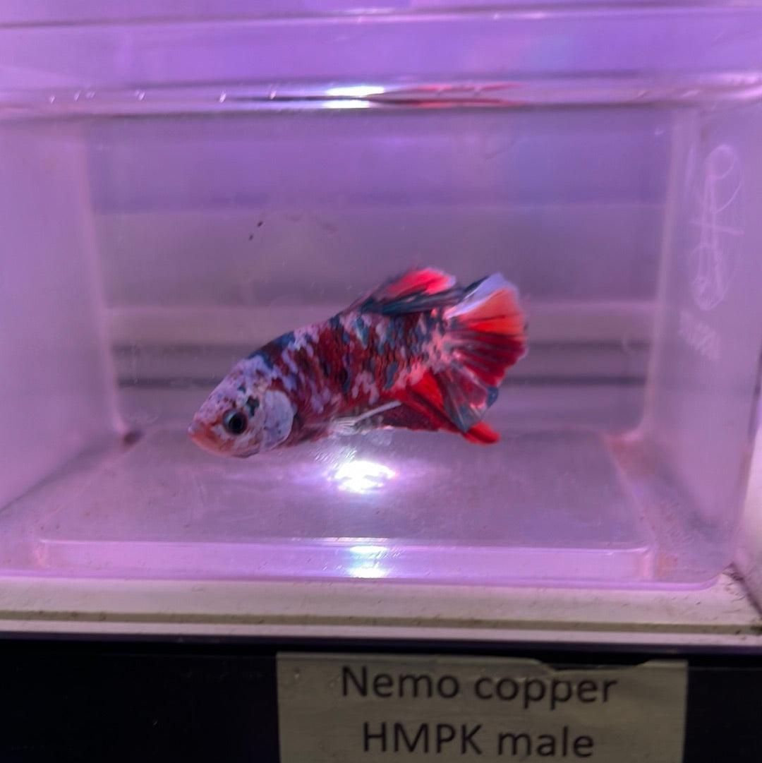 Nemo copper HMPK (Betta splendens)