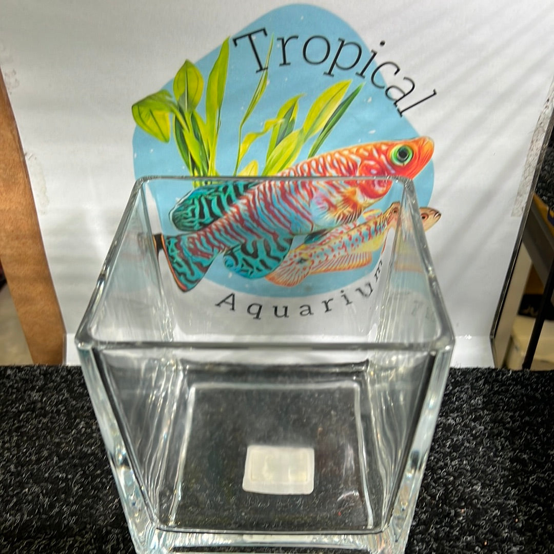 Betta square glass tank