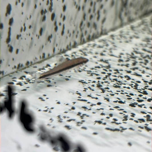 Siamese Flying Fox (SAE)(Crossocheilus Oblongus)