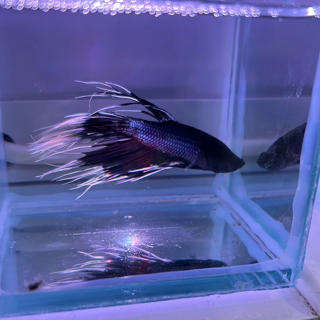 White Tip Black Crown Tail Betta (Betta splendens)