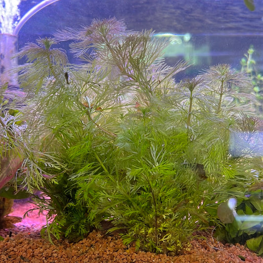 Limnophila Sessiliflora (Ambulia)SUBMERSED/BUNCH S005
