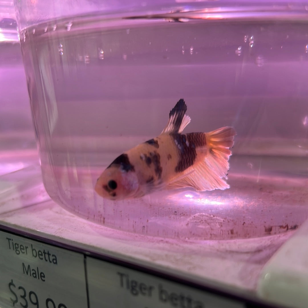 Tiger betta (Betta splendens)