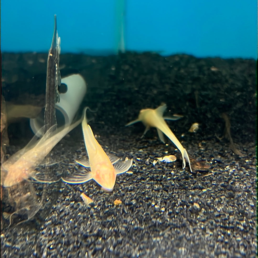 Albino Royal Whiptail Catfish (Albino Sturisoma Aureum)