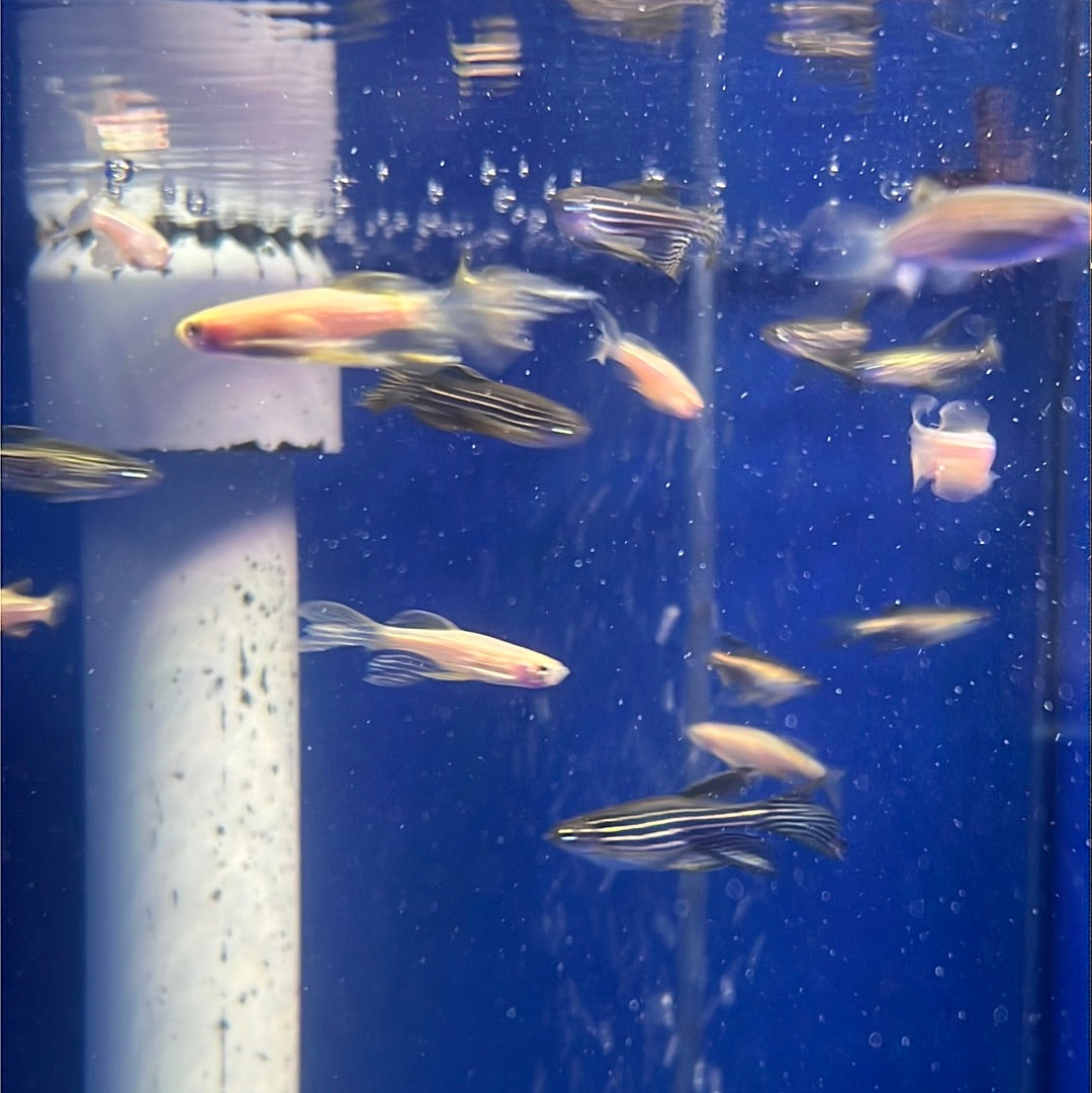 Assorted Long-fin Danio (Brachydanio sp.)