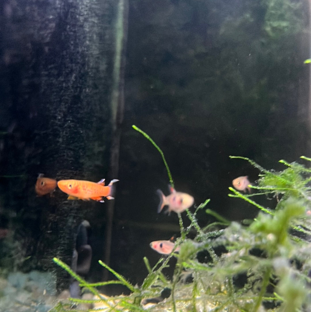 Aphyosemion gold lyretail (Aphyosemion Australe)