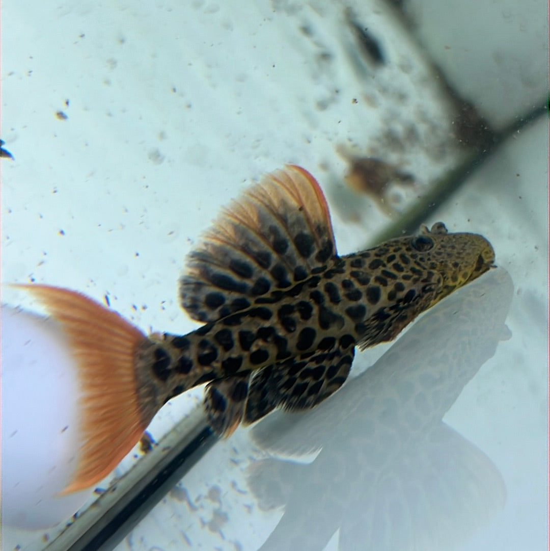L600 Leopard Cactus Pleco (Pseudacanthicus leopardus)