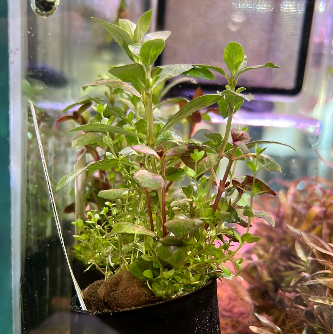 Aqua Flora mix pot P042