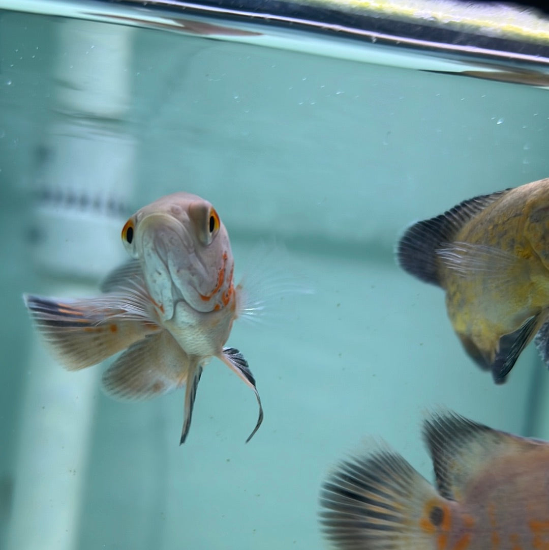 Balloon Albino Red Tiger Oscar (Astronotus ocellatus)