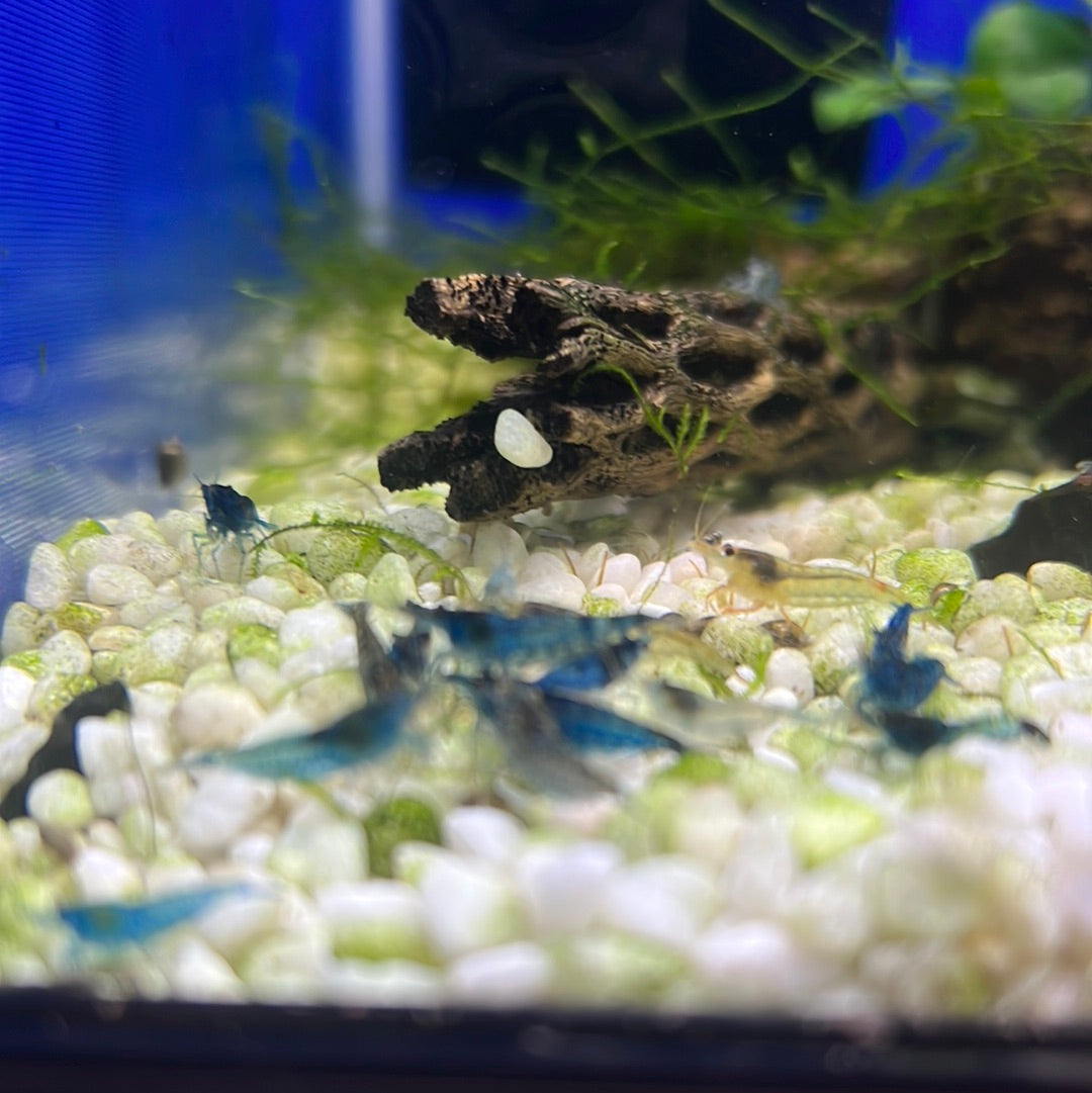 Cherry Shrimp (Neocaridina davidi)