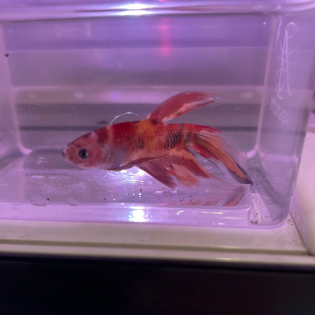 Veiltail Koi Betta