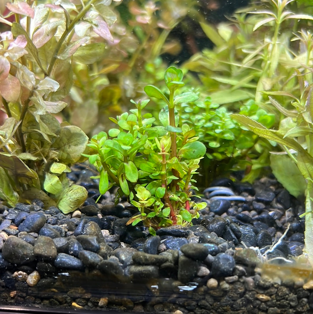 Rotala ammania Indica Bonsai S098