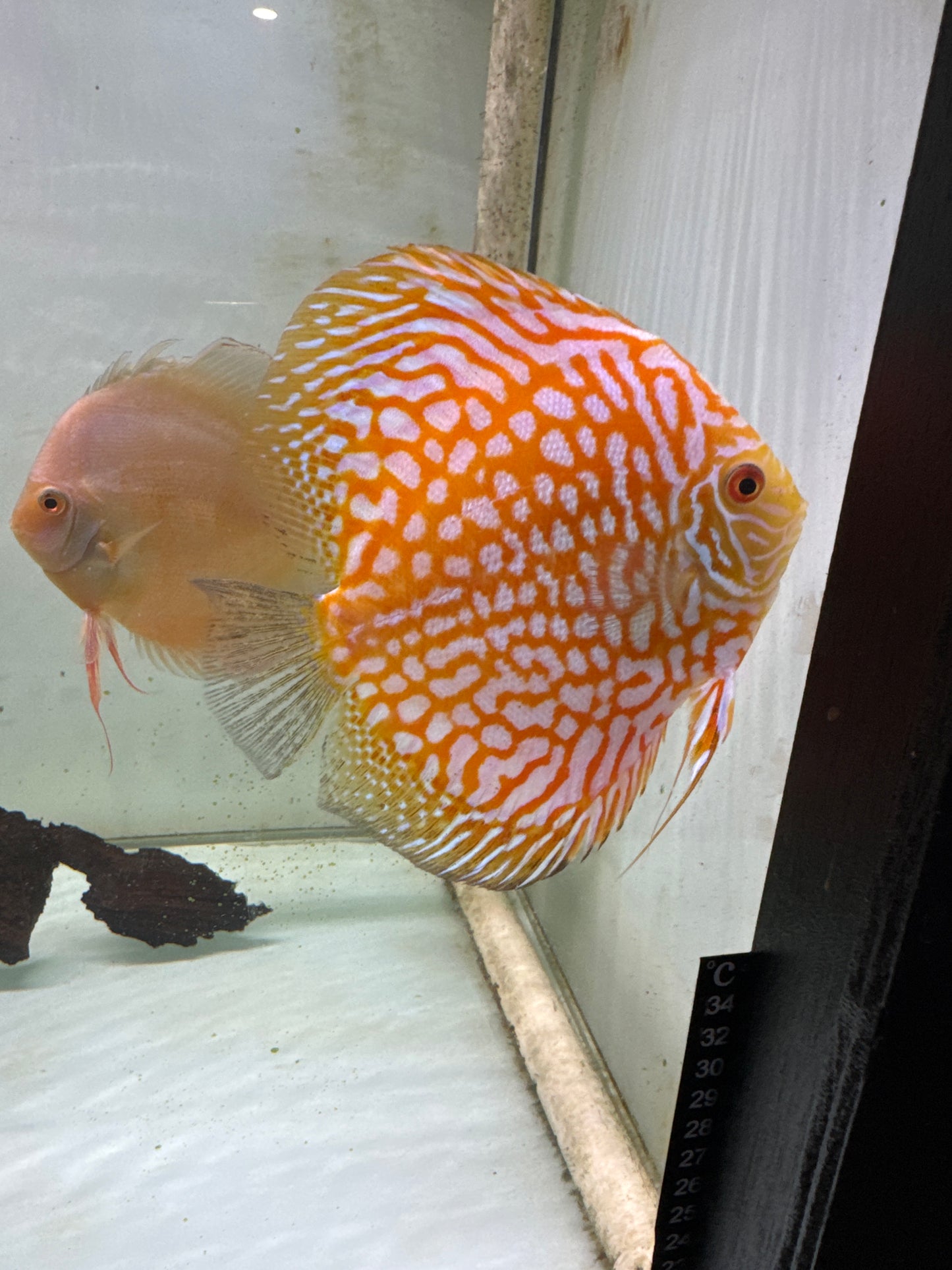 Yellow checkerboard Discus (Symphysodon sp.)
