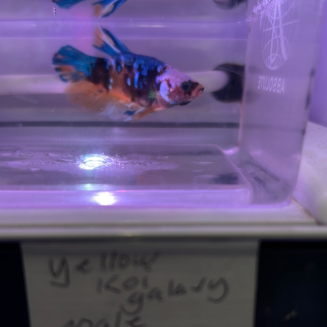 Yellow Koi galaxy (Betta splendens)