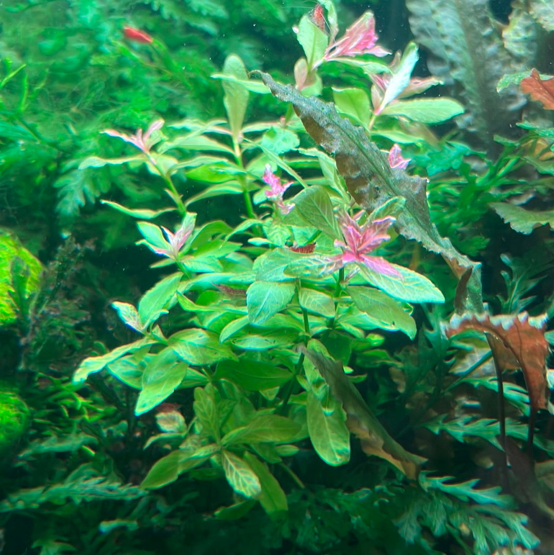 Hygrophila rosanervis SUBMERSED/BUNCH Pink Poly S018