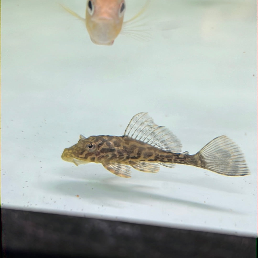 Fine line Gold Spot Pleco (Glyptopterichthys sp)