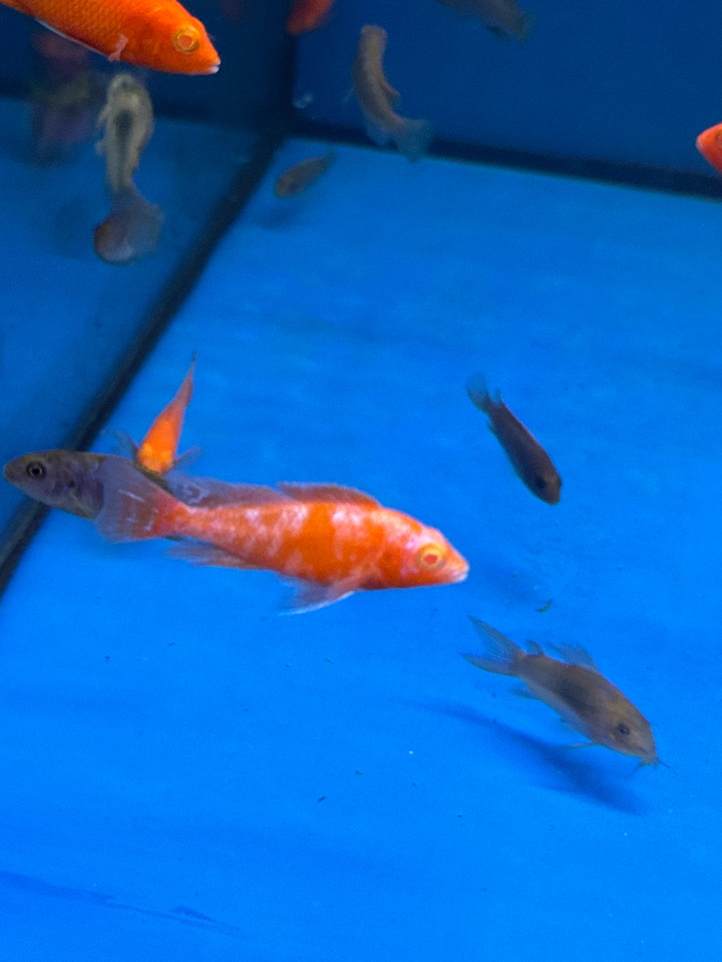 Albino Tangerine Peacock Cichlid red eye ( Aulonocara Sp )