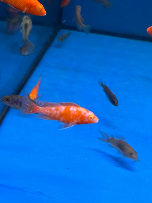 Albino Tangerine Peacock Cichlid red eye ( Aulonocara Sp )