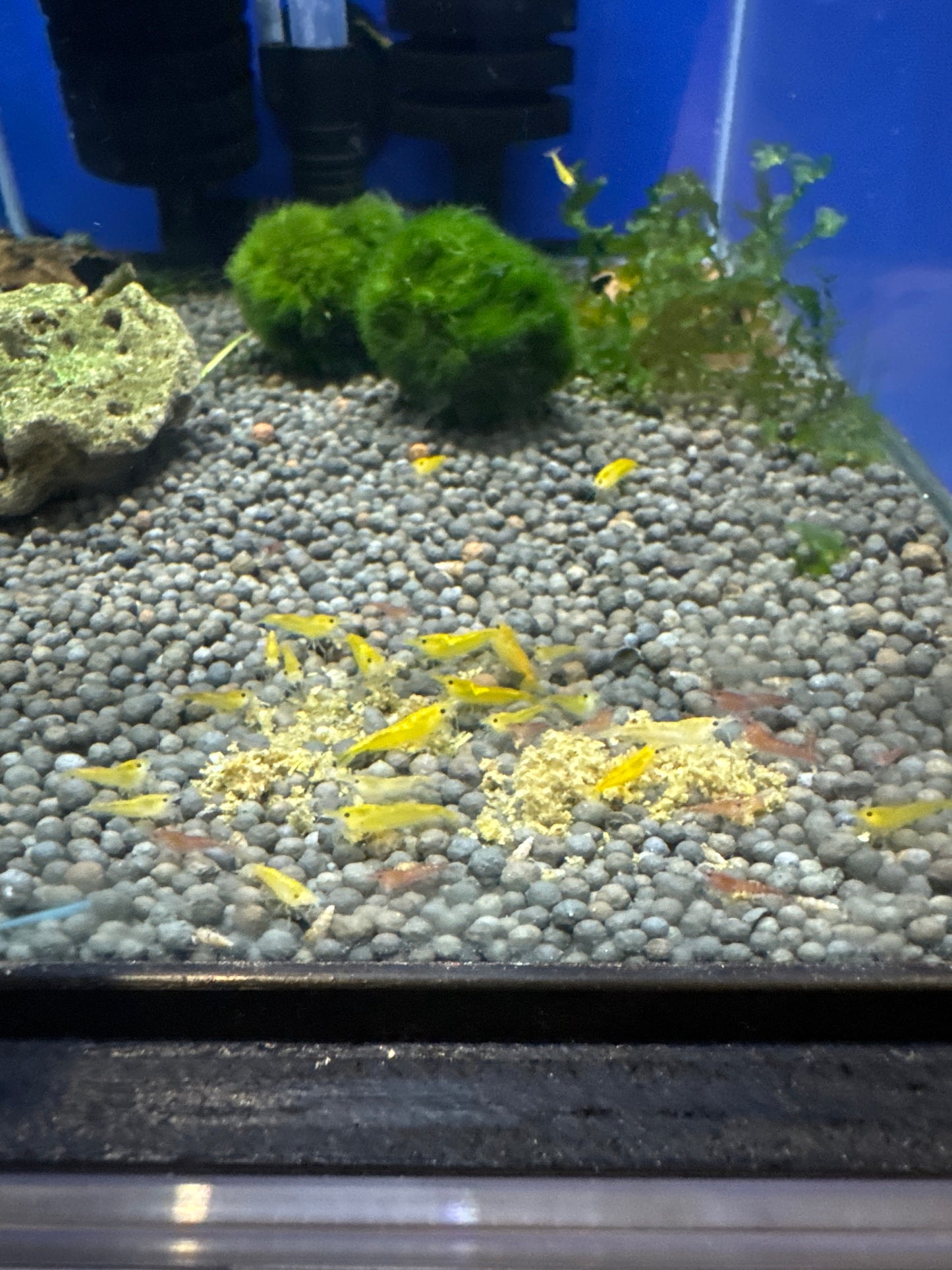 Cherry Shrimp (Neocaridina davidi)