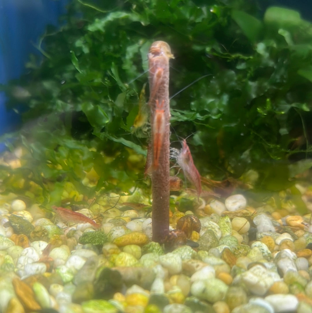 Serious About Shrimp Pops 10pk (SAS)