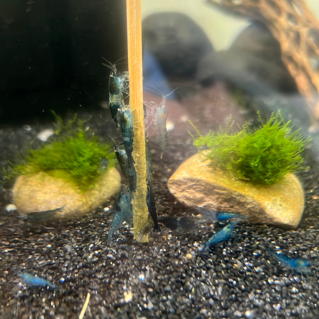Serious About Shrimp Pops 10pk (SAS)