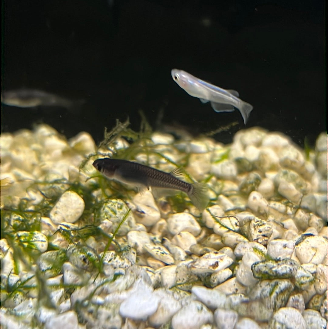Medaka Rice fish (Oryzias Latipes) black