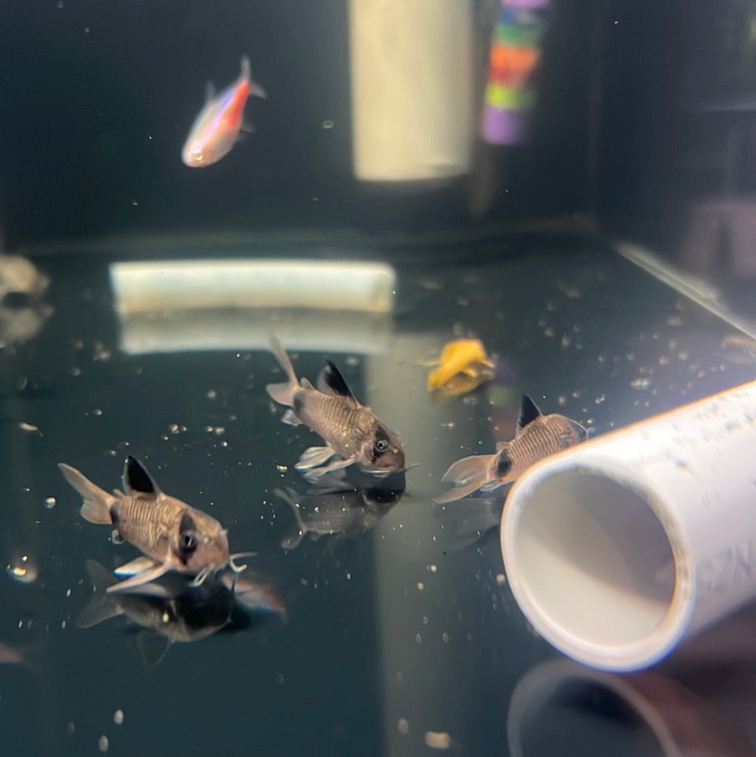 Panda Long Fin Corydoras