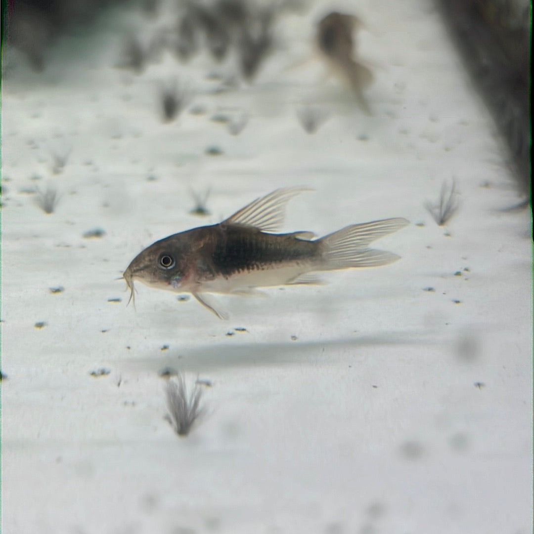 Bronze long fin Corydoras (Corydoras aeneus)
