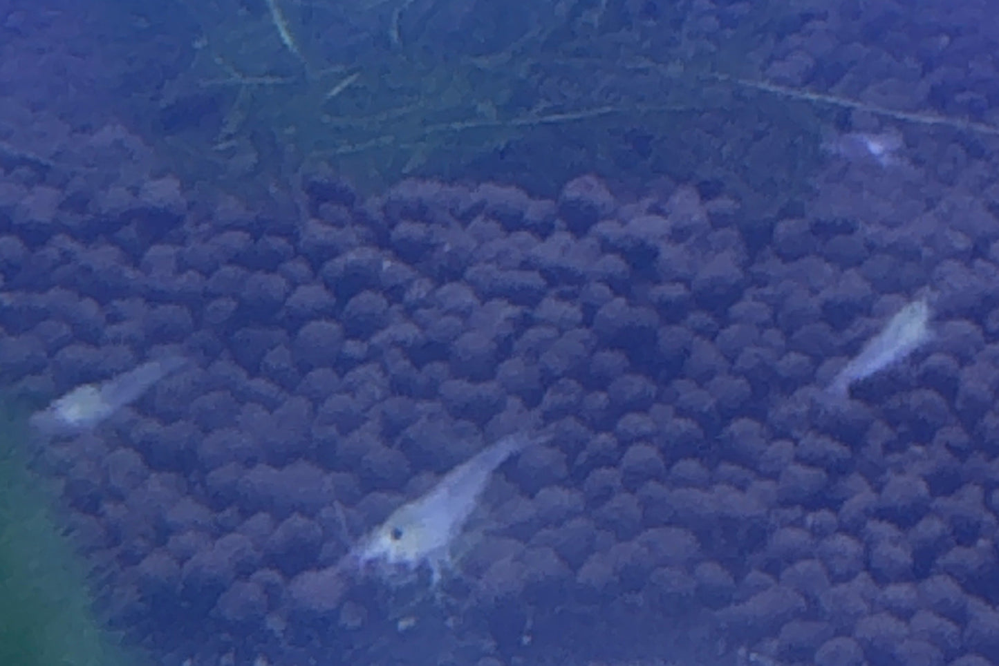 snowball shrimp (Neocaridina)