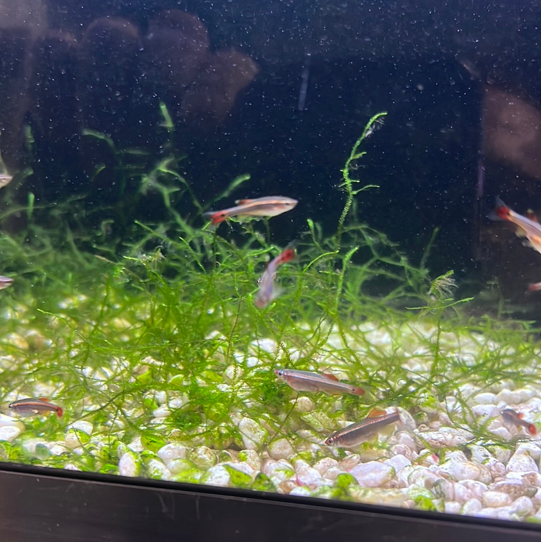 LongFin White Clouds "juv"(mountain minnows)