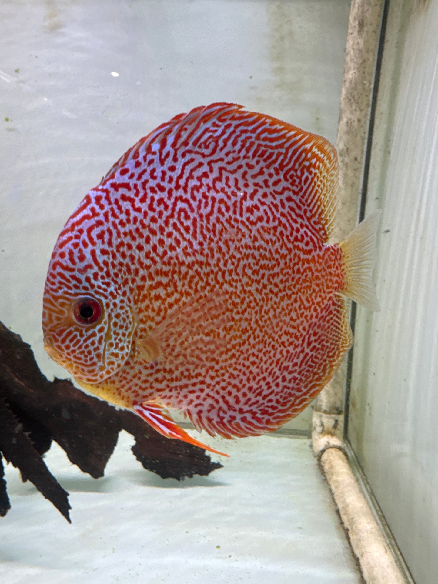 Spotted Eruption Discus (Symphysodon sp.)