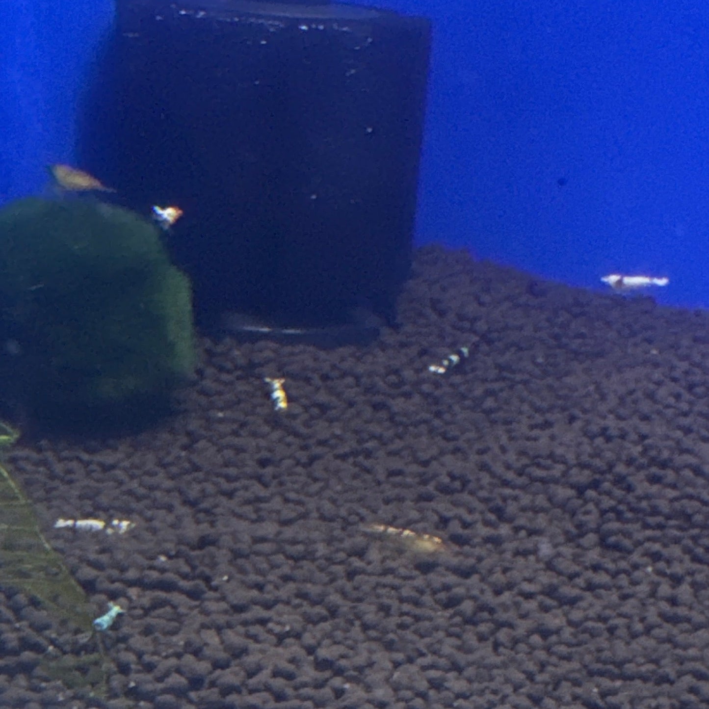 mixed cardinas shrimp