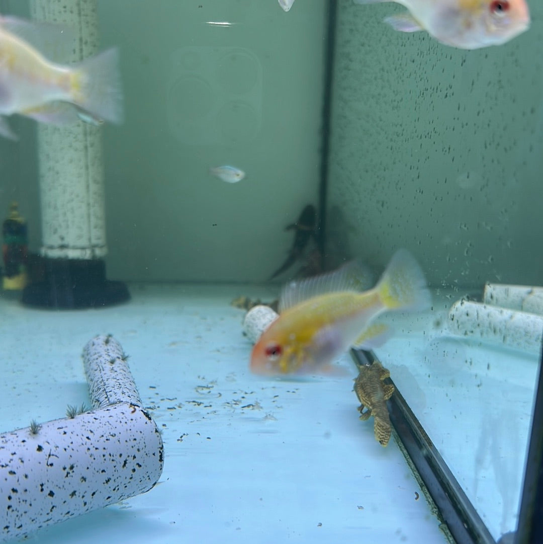 Gold Rams (Mikrogeophagus ramirezi)