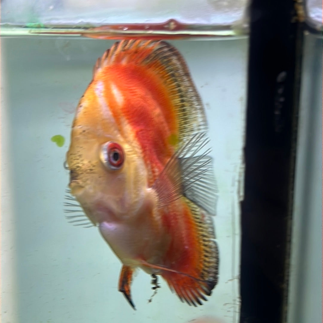 Assorted Bulldog Discus (Symphysodon sp.)