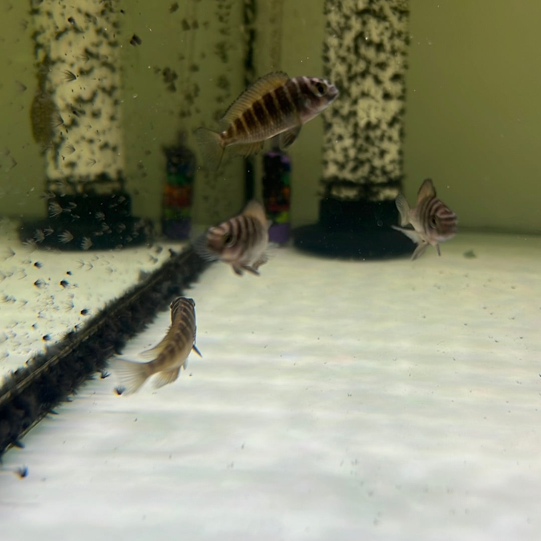 Tropheus Moliro (Tropheus Species)