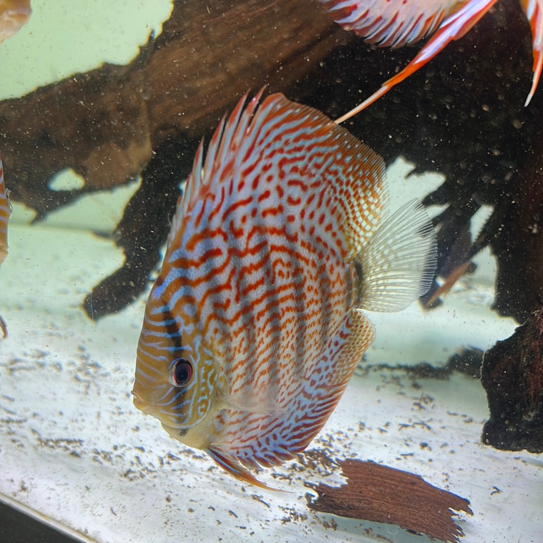Panthera Leopard Discus (Symphysodon sp.)