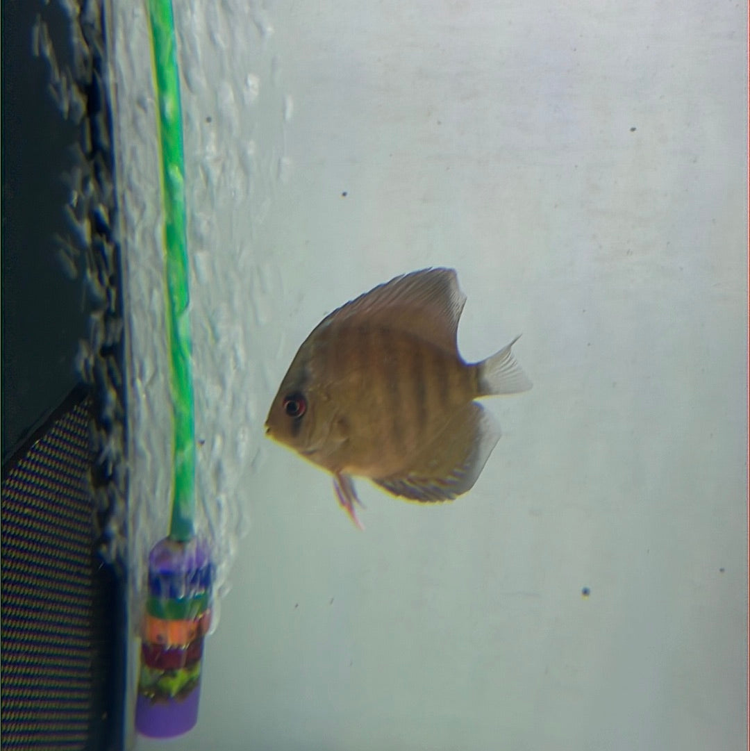 Red Alenqure Discus (Symphysodon sp.)