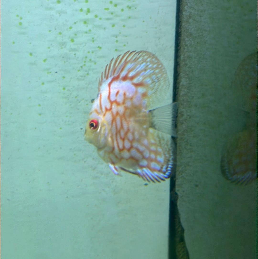 Assorted Bulldog Discus (Symphysodon sp.)